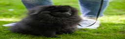 Pomerania perros en venta: POMERANIA NEGRO DE 5 MESES ✨🖤 - Anuncio 1