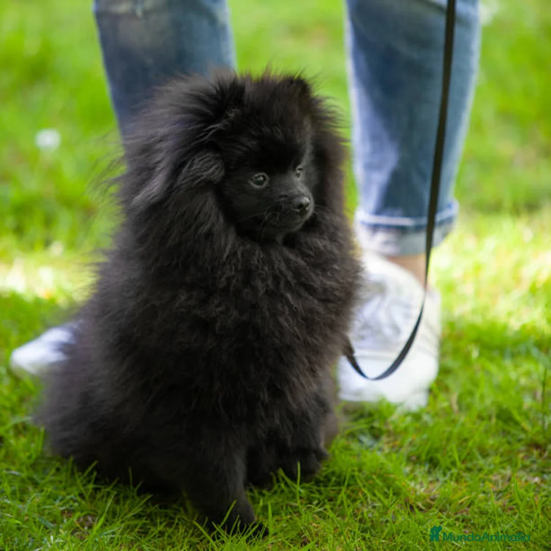 Pomerania perros en venta: POMERANIA NEGRO DE 5 MESES ✨🖤 - Anuncio 1