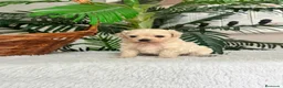Maltipoo perros en venta: MALTIPOO MACHO - LINEA COREANA - Anuncio 16