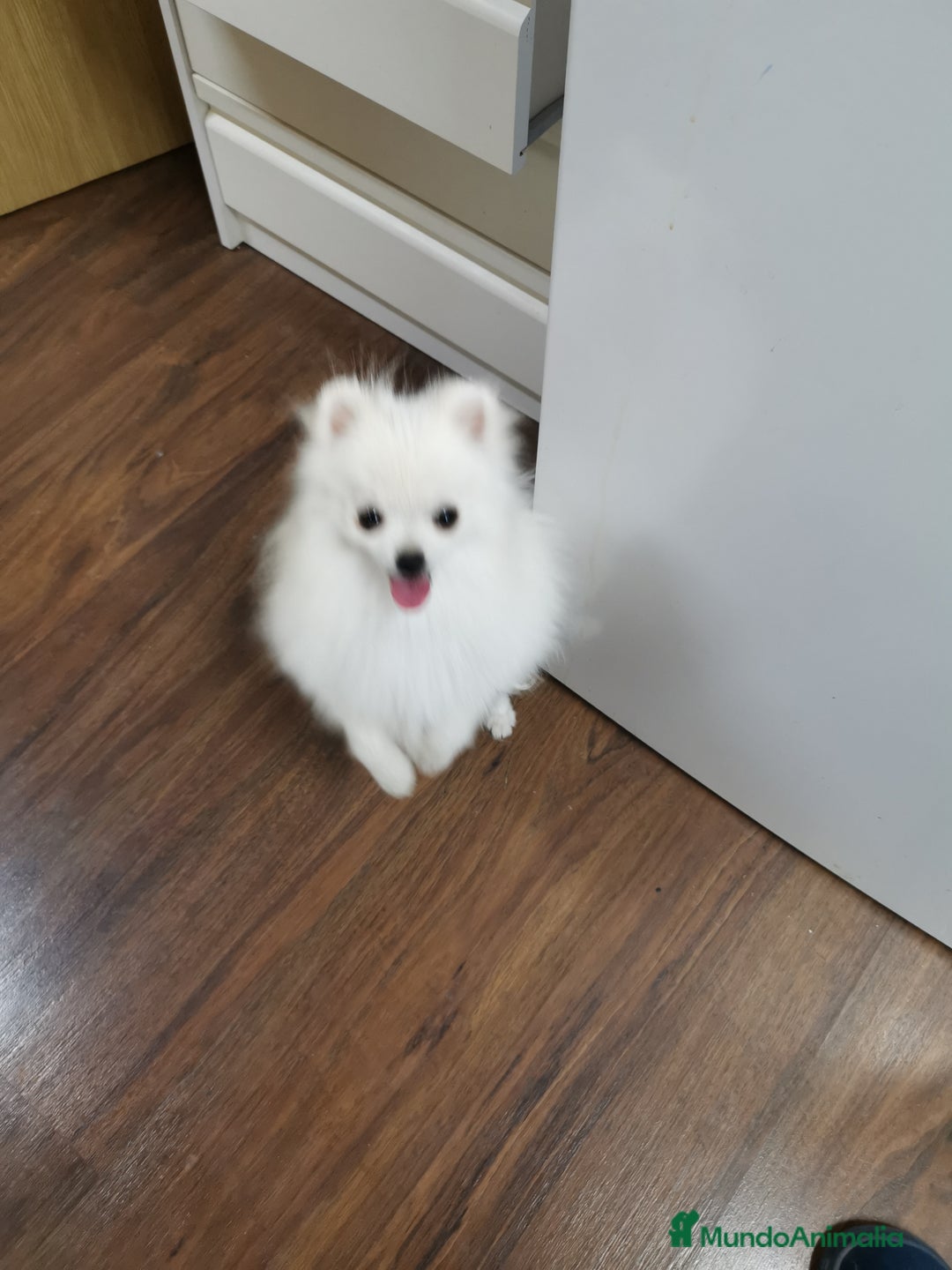 Pomerania perros en venta: Macho y hembra minis en oferta  - Imagen 5
