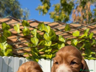 Cocker Spaniel Inglés perros COCKER SPANIEL INGLES - Anuncio 1