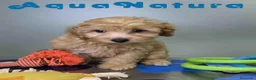 Havapoo perros en venta: Havapoo Macho de Haya y Can 8300 AQUANATURA - Anuncio 3