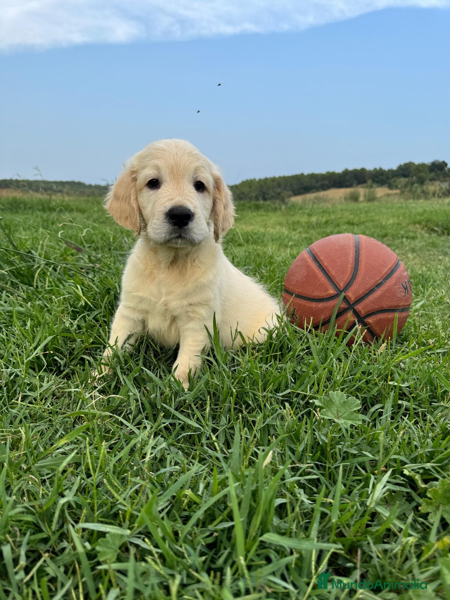Golden Retriever perros Camada Golden Retriever.  - Anuncio 1
