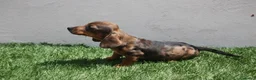 Teckel Miniatura perros en venta: Teckel Miniatura  - Anuncio 10