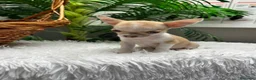 Chihuahua perros en venta: CHIHUAHUA HEMBRA - Anuncio 20