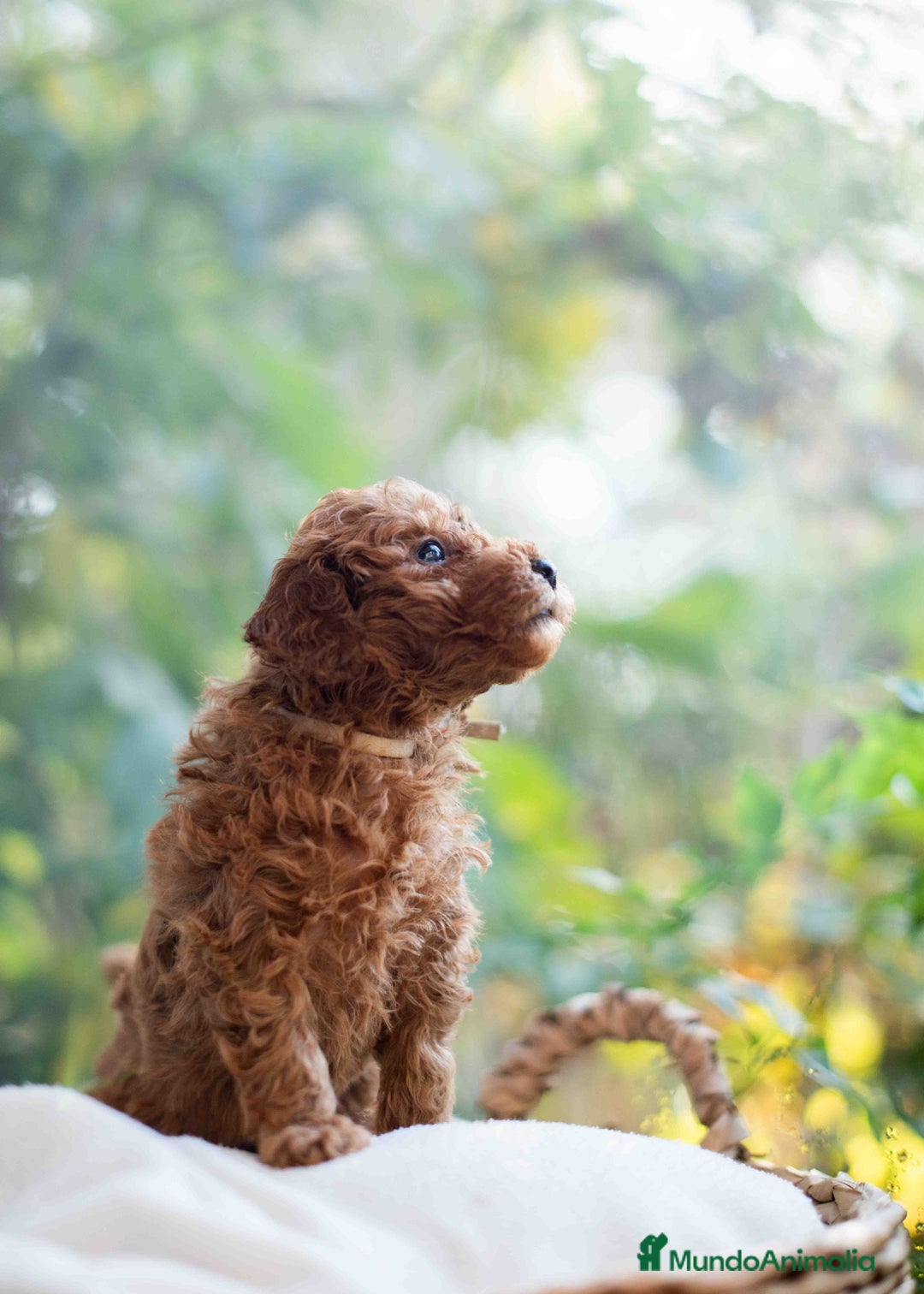 Caniche Toy perros en venta: Caniche toy hembra - Anuncio 5