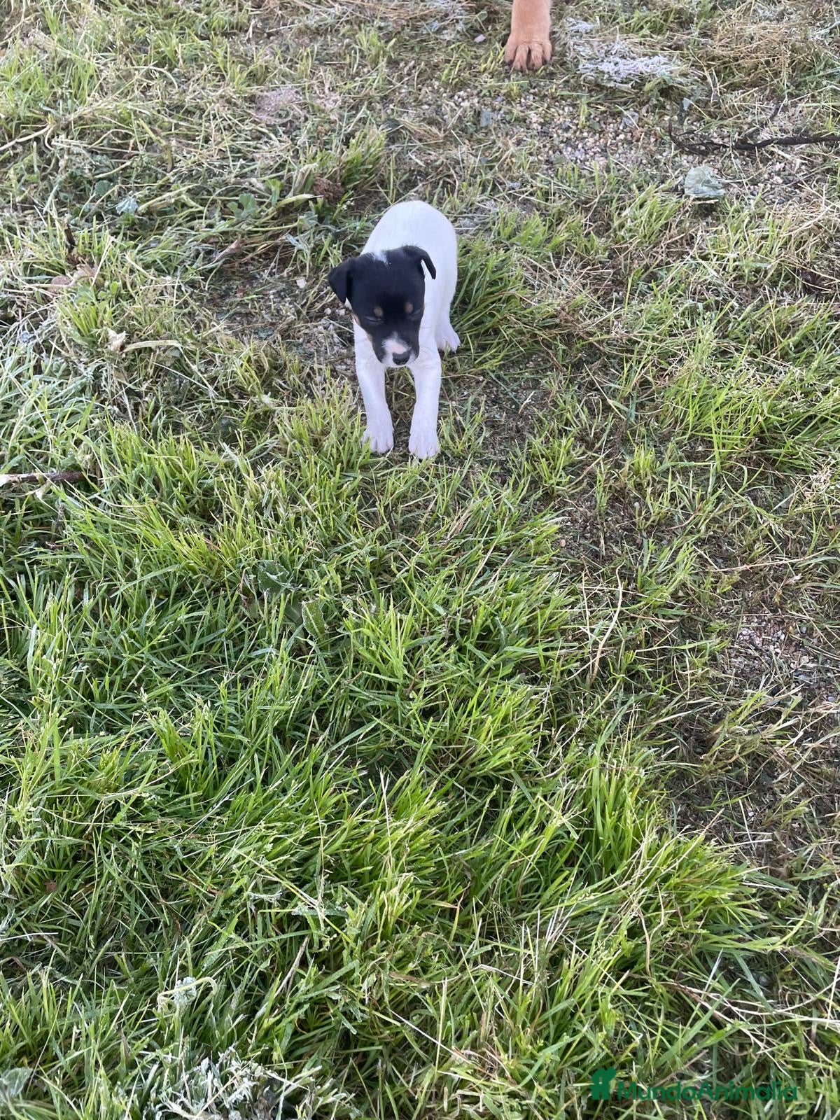 Ratonero Bodeguero Andaluz perros BODEGUEROS ANDALUZ - Anuncio 1