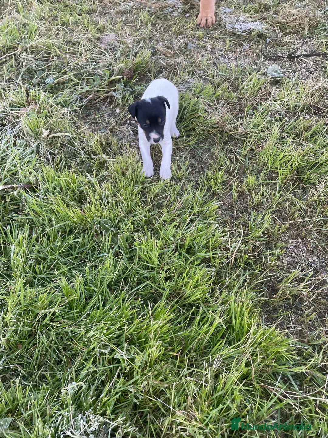Ratonero Bodeguero Andaluz perros en venta: BODEGUEROS ANDALUZ - Anuncio 1