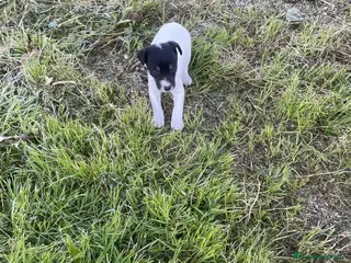 Ratonero Bodeguero Andaluz perros BODEGUEROS ANDALUZ - Anuncio 1