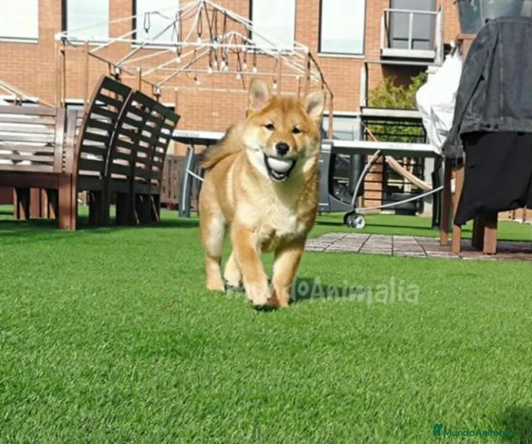 Imagen de galería {{count}}