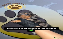 Teckel Miniatura perros en venta: Teckel Mini Arlequín – 2 Machos de 3 Meses 🌟 - Imagen 2
