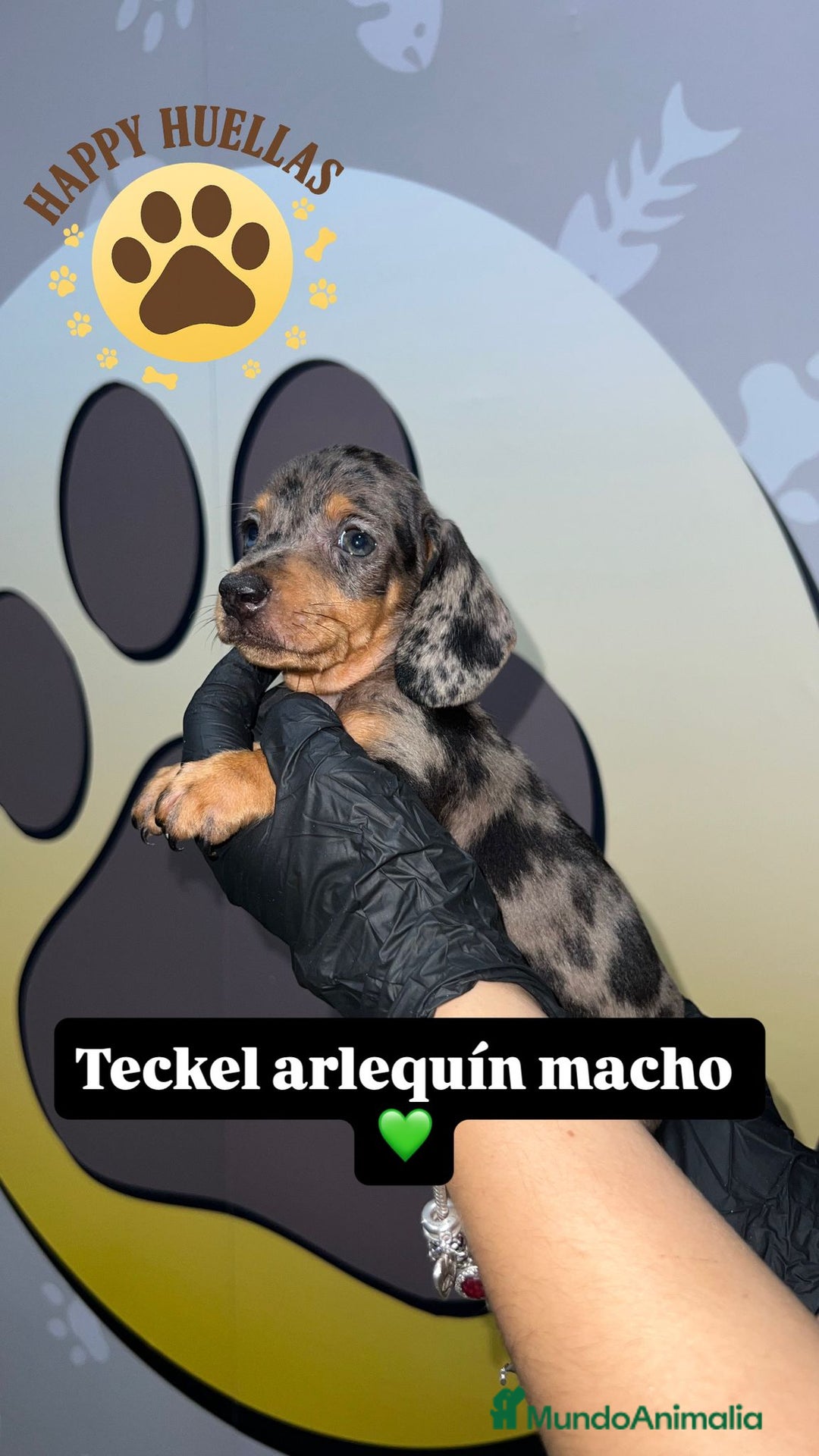 Teckel Miniatura perros en venta: Teckel Mini Arlequín – 2 Machos de 3 Meses 🌟 - Imagen 2