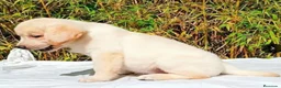 Labrador Retriever perros en venta: Labrador - Anuncio 4