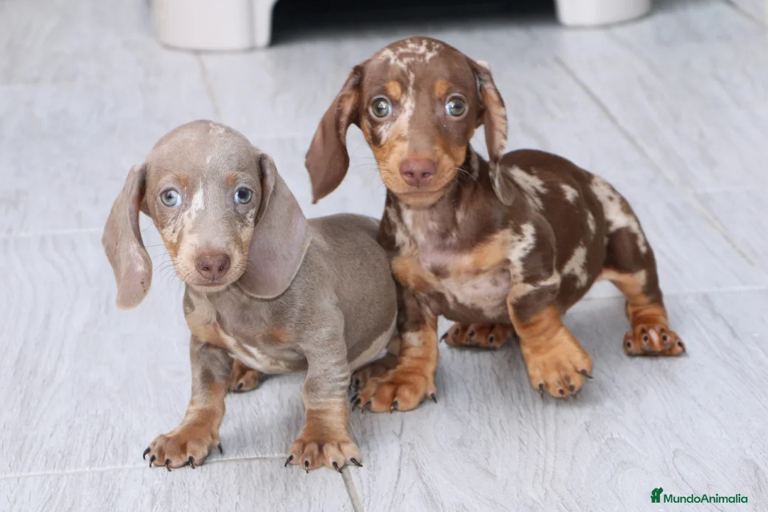 Teckel Miniatura perros en venta: TECKEL ARLEQUIN DE CALIDAD DESDE 400 € !!! - Anuncio 2