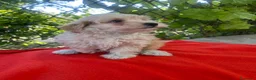 Maltipoo perros en venta: PRECIOSA HEMBRA DE MALTIPOO  - Anuncio 3