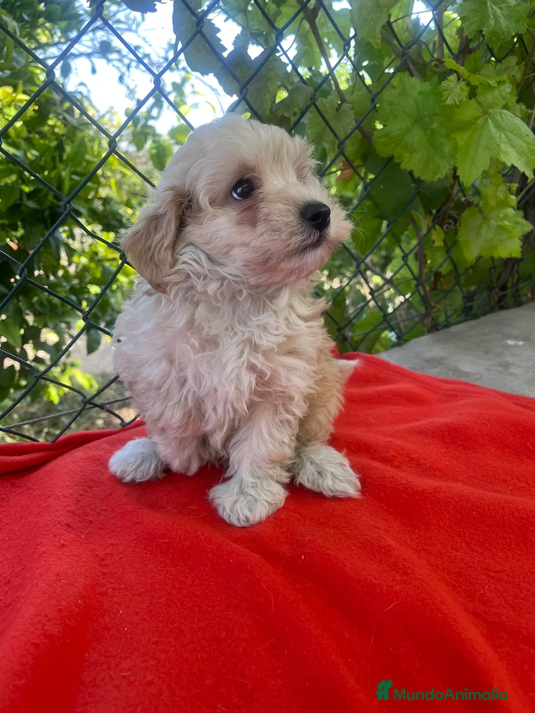 Maltipoo perros en venta: PRECIOSA HEMBRA DE MALTIPOO  - Anuncio 3