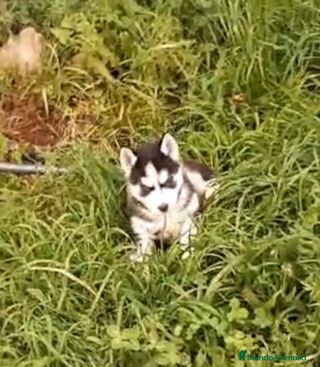 Husky Siberiano perros en venta: Cachorros de husky siberiano ojos azules  - Anuncio 3