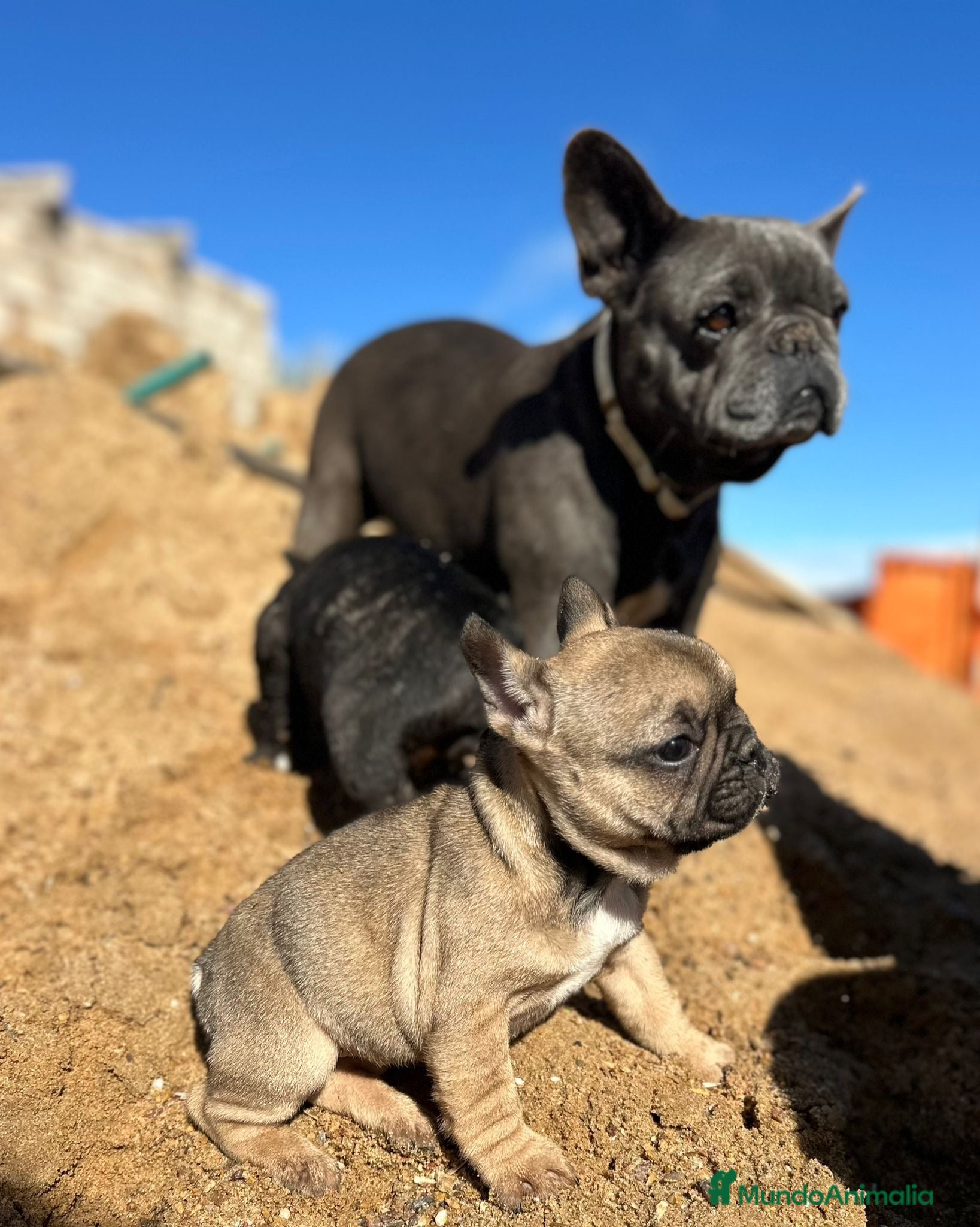 Bulldog Francés perros Cachorros bulldog francés  - Anuncio 1