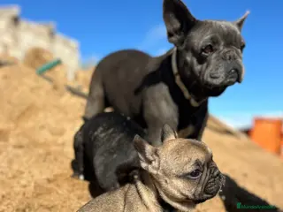 Bulldog Francés perros Cachorros bulldog francés - Anuncio 1