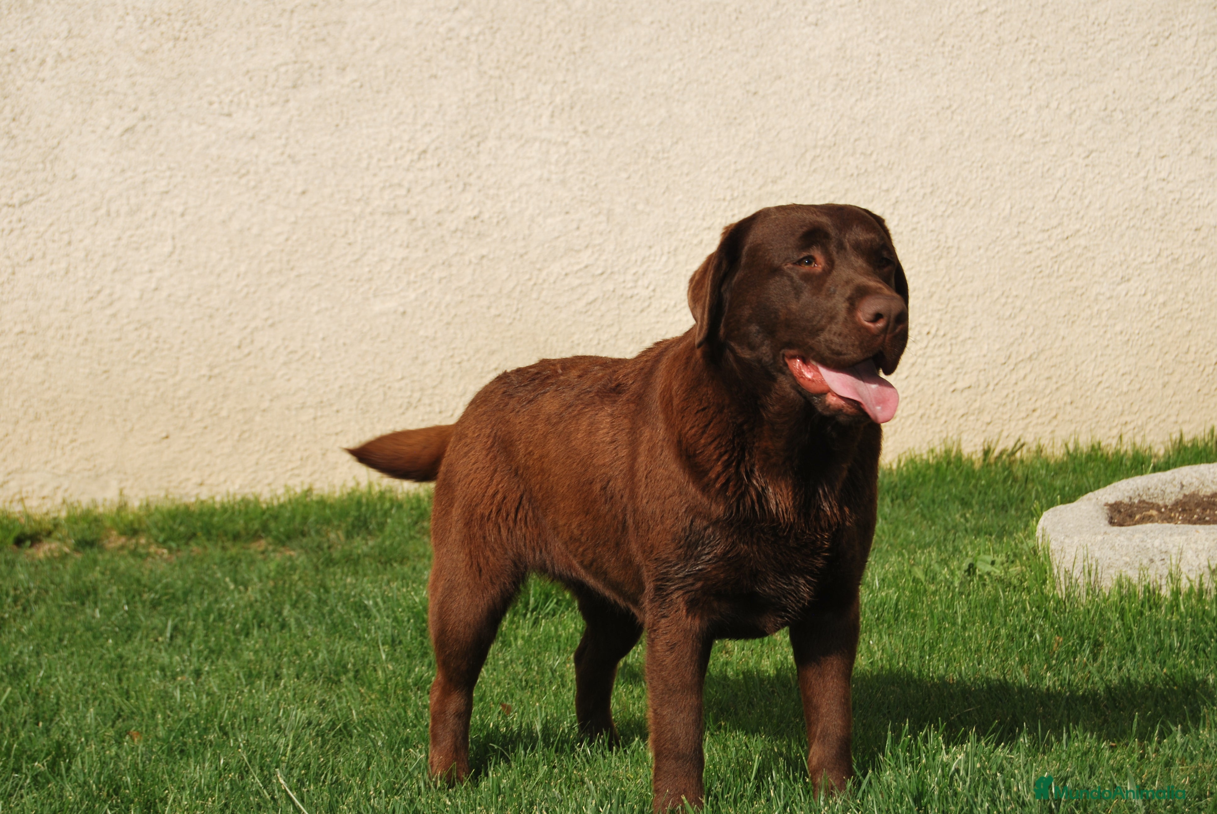 Labrador Retriever perros Cachorros de Labrador chocolate en Madrid - Anuncio 19
