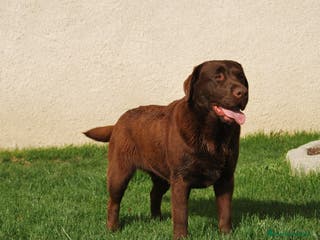 Labrador Retriever perros Cachorros de Labrador chocolate en Madrid - Anuncio 9