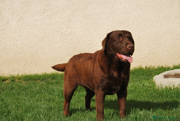 Labrador Retriever perros en Madrid - Anuncio 4