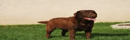 Labrador Retriever perros en venta: Cachorros de Labrador chocolate en Madrid - Anuncio 1