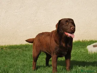 Labrador Retriever perros Cachorros de Labrador chocolate en Madrid - Anuncio 21