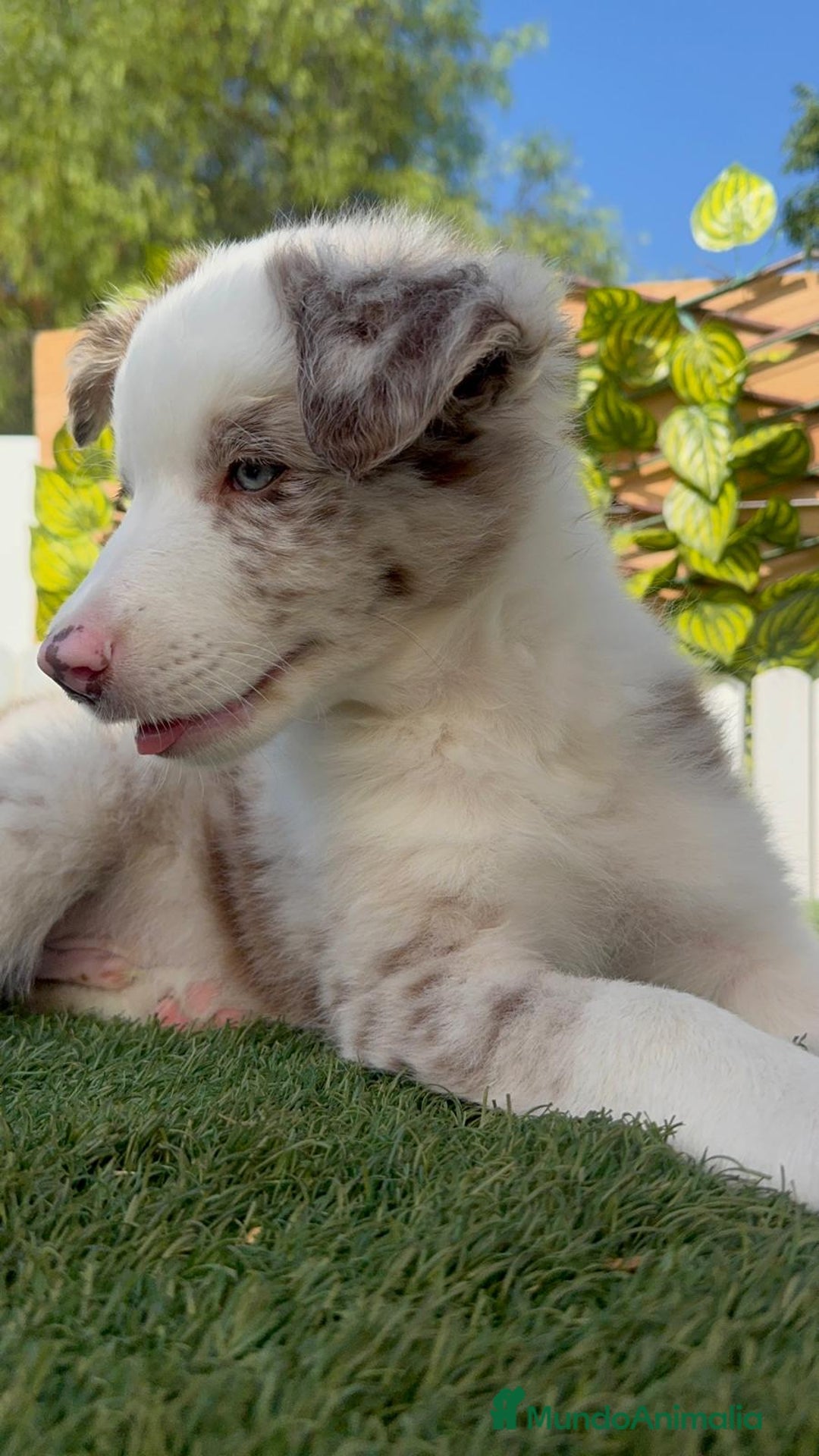 Border Collie perros en venta: BORDER COLLIE CHOCOMERLE - Imagen 14