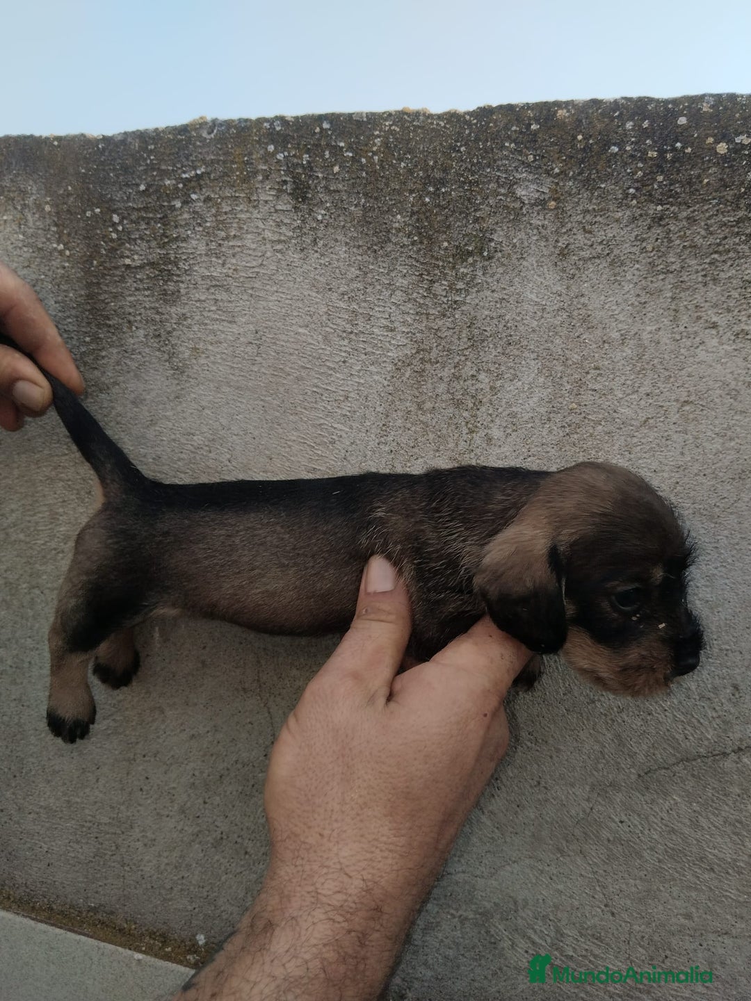 Teckel perros en venta: Teckel pelo duro  - Imagen 4