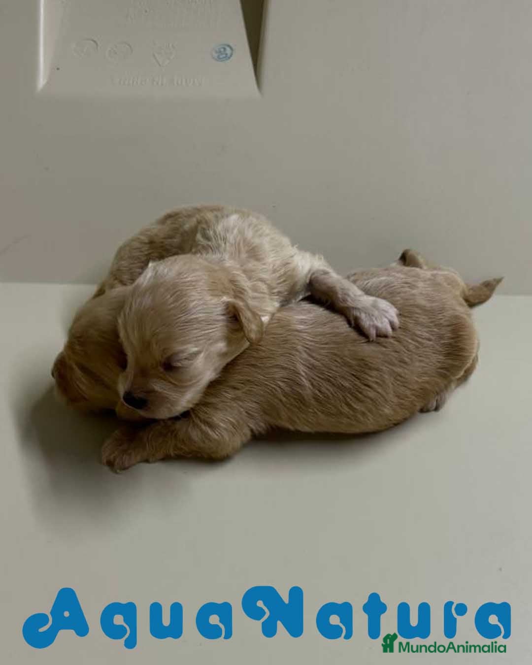 Bichón Habanero perros Camada HAVAPOO de Karina y Alejo - AQUANATURA en Barcelona - Anuncio 12