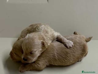 Bichón Habanero perros Camada HAVAPOO de Karina y Alejo - AQUANATURA en Barcelona - Anuncio 20