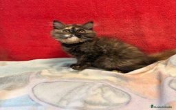 Británico de Pelo Largo gatos en venta: Preciosa gatita tortuga negra - Imagen 3