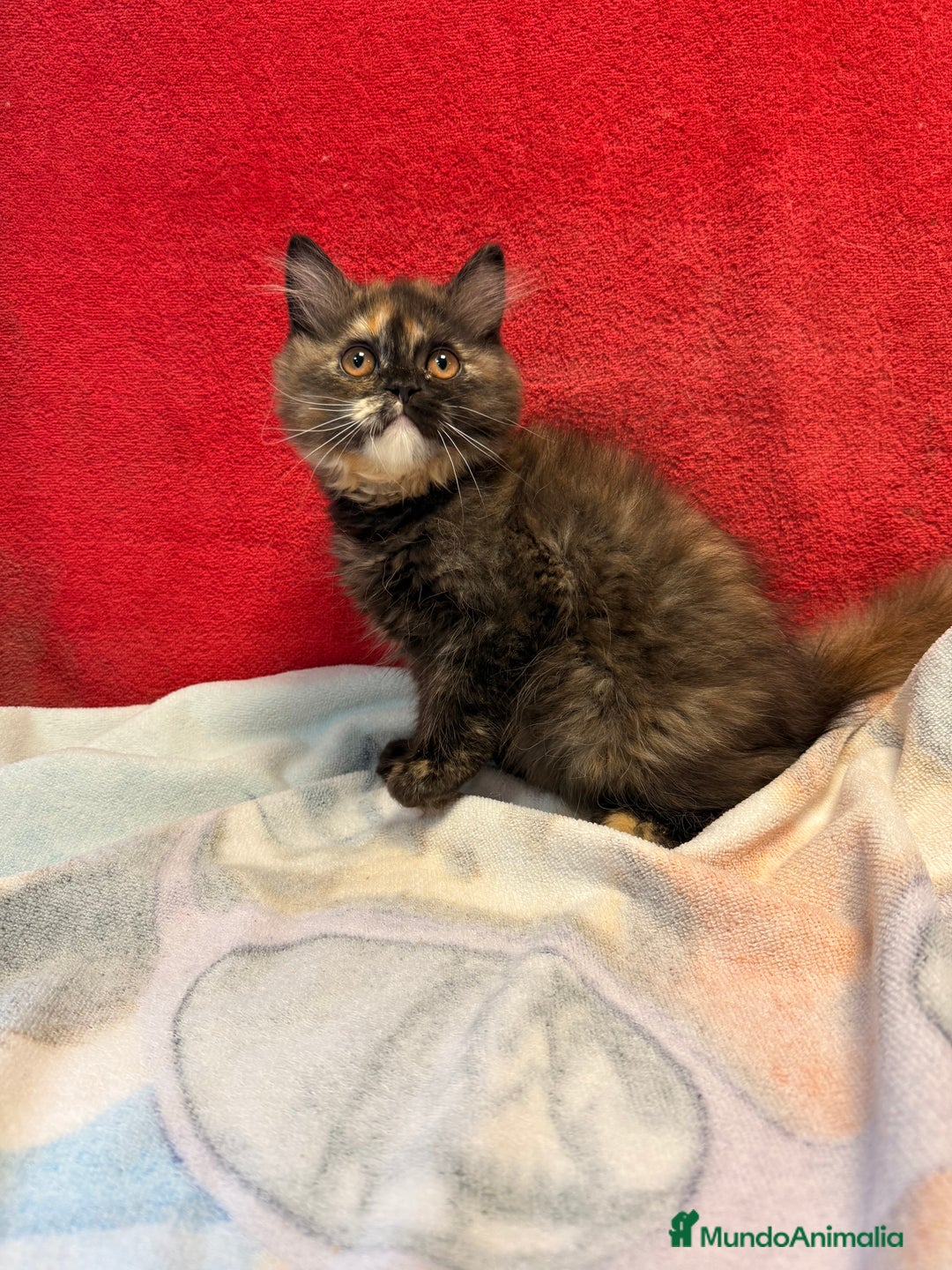 Británico de Pelo Largo gatos en venta: Preciosa gatita tortuga negra - Imagen 3
