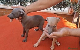 Galgo Español perros en venta: Camada de Galgos - Imagen 2