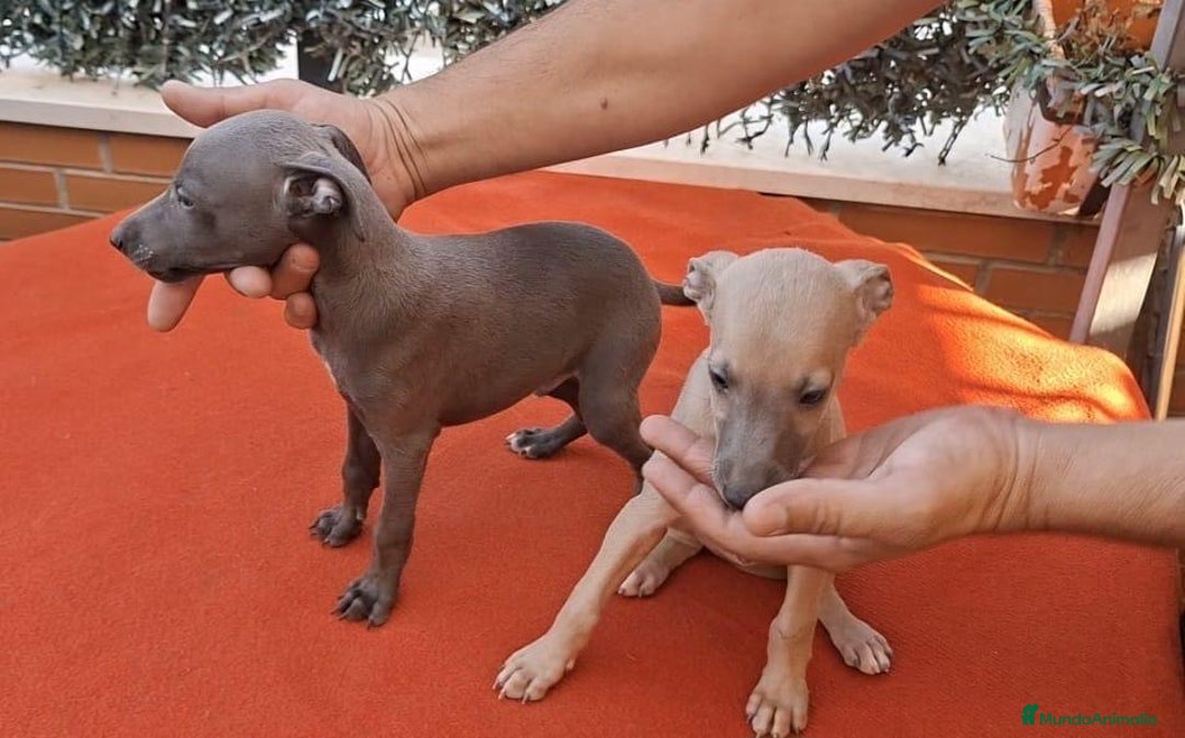 Galgo Español perros en venta: Camada de Galgos - Imagen 2