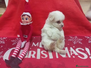 Raza Mixta perros PRECIOSA MALTIPOM - Anuncio 3