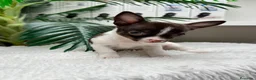 Chihuahua perros en venta: 🐾 CHIHUAHUA MACHO BICOLOR CHOCOLATE Y BLANCO 🐾 - Anuncio 5