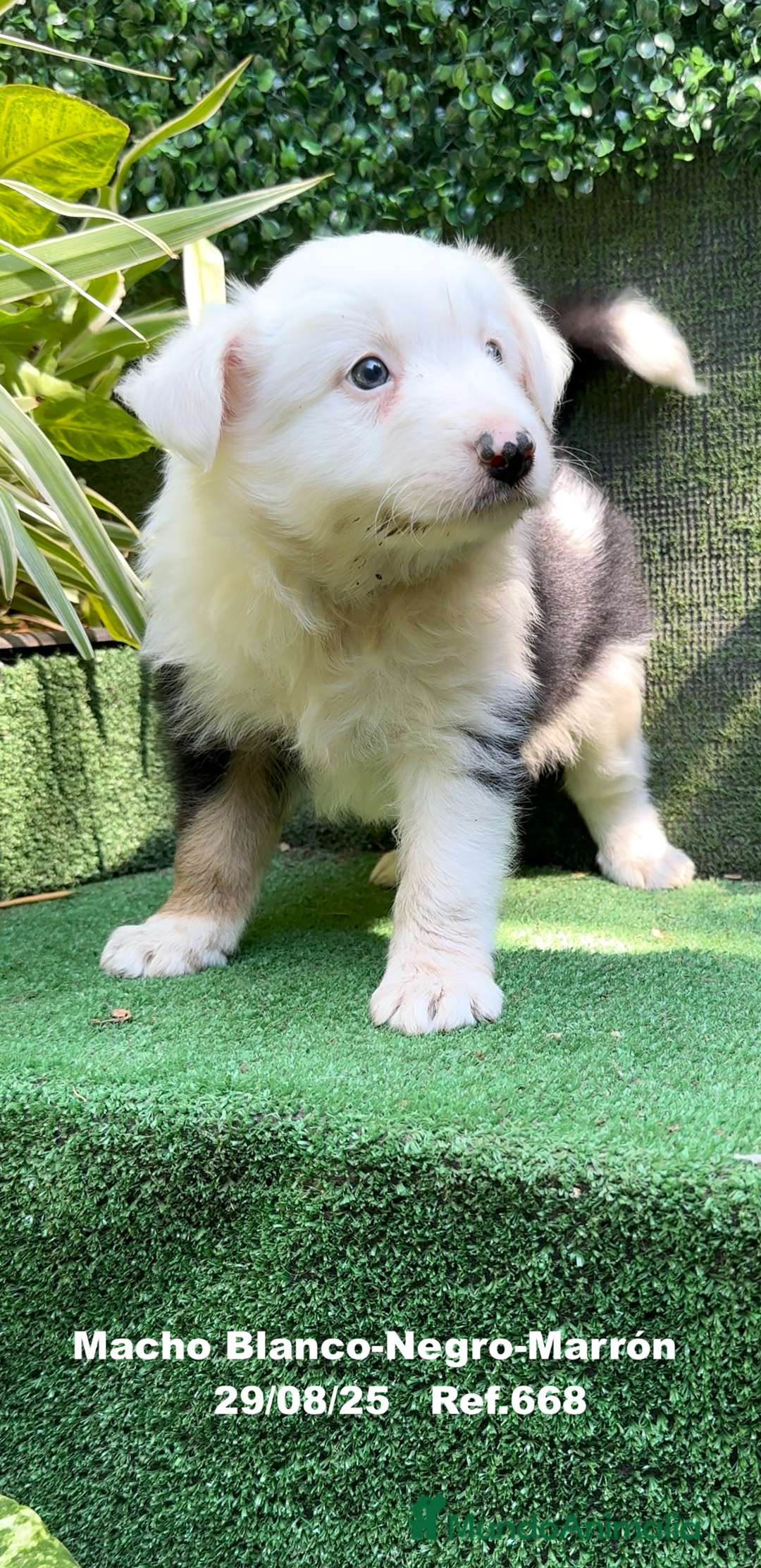 Border Collie perros en venta: Border Collie De Villa Biznaga - Imagen 8