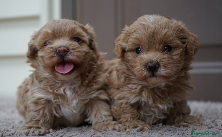 Maltipoo perros - Propaganda 3
