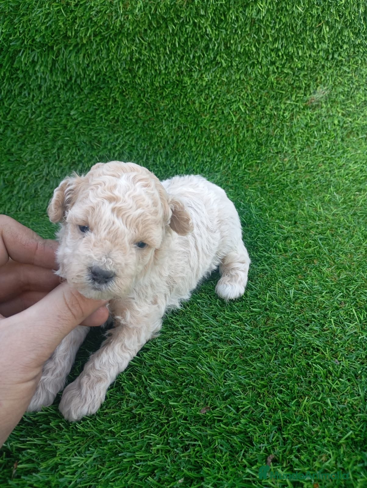 Caniche Mediano perros Disponible preciosos caniches  - Anuncio 1