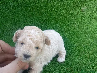 Caniche Mediano perros Disponible preciosos caniches - Anuncio 1