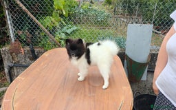 Pomerania perros en venta: Se venden dos femias Lulu de pomerania  - Imagen 6