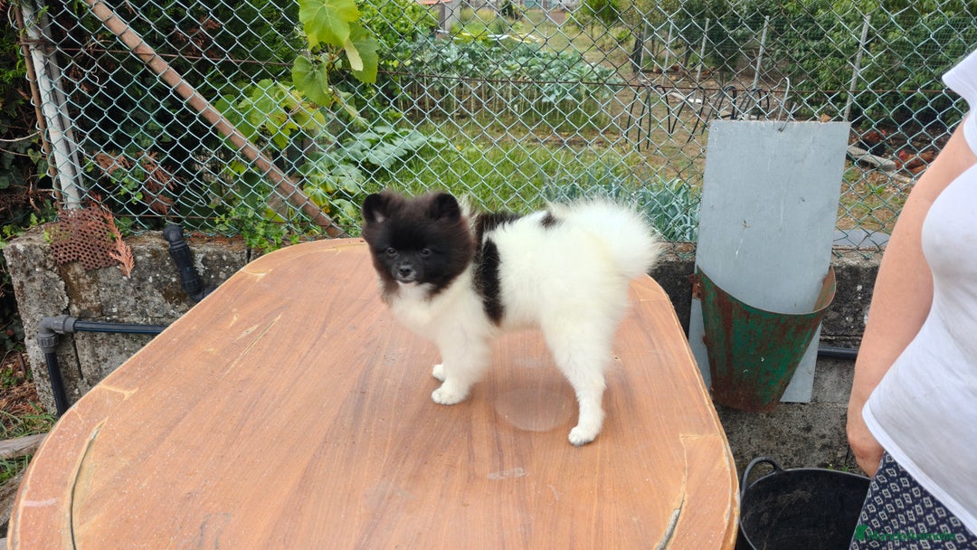 Pomerania perros en venta: Se venden dos femias Lulu de pomerania  - Imagen 6