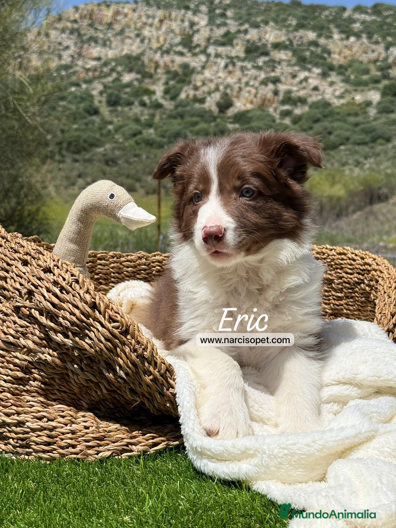 Border Collie perros BORDER COLLIE MACHO - Anuncio 37