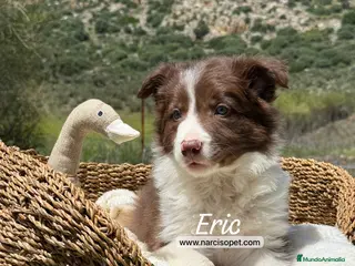 Border Collie perros BORDER COLLIE MACHO - Anuncio 37