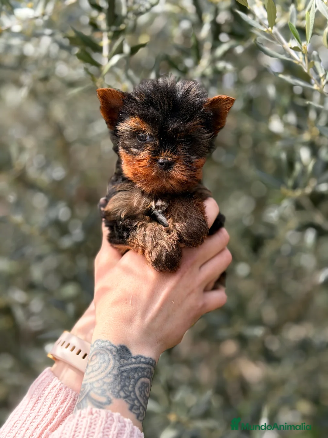 Yorkshire Terrier perros en venta: Yorkshire Microtoy  - Anuncio 1
