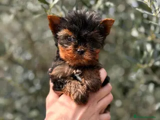 Yorkshire Terrier perros Yorkshire Microtoy - Anuncio 4