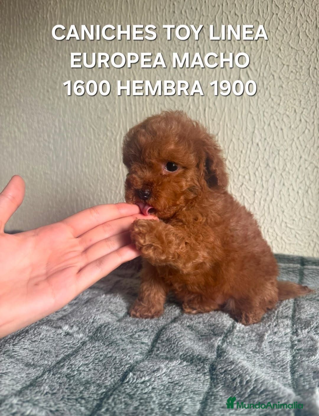 Caniche Toy perros Preciosos caniches Toy - Anuncio 1