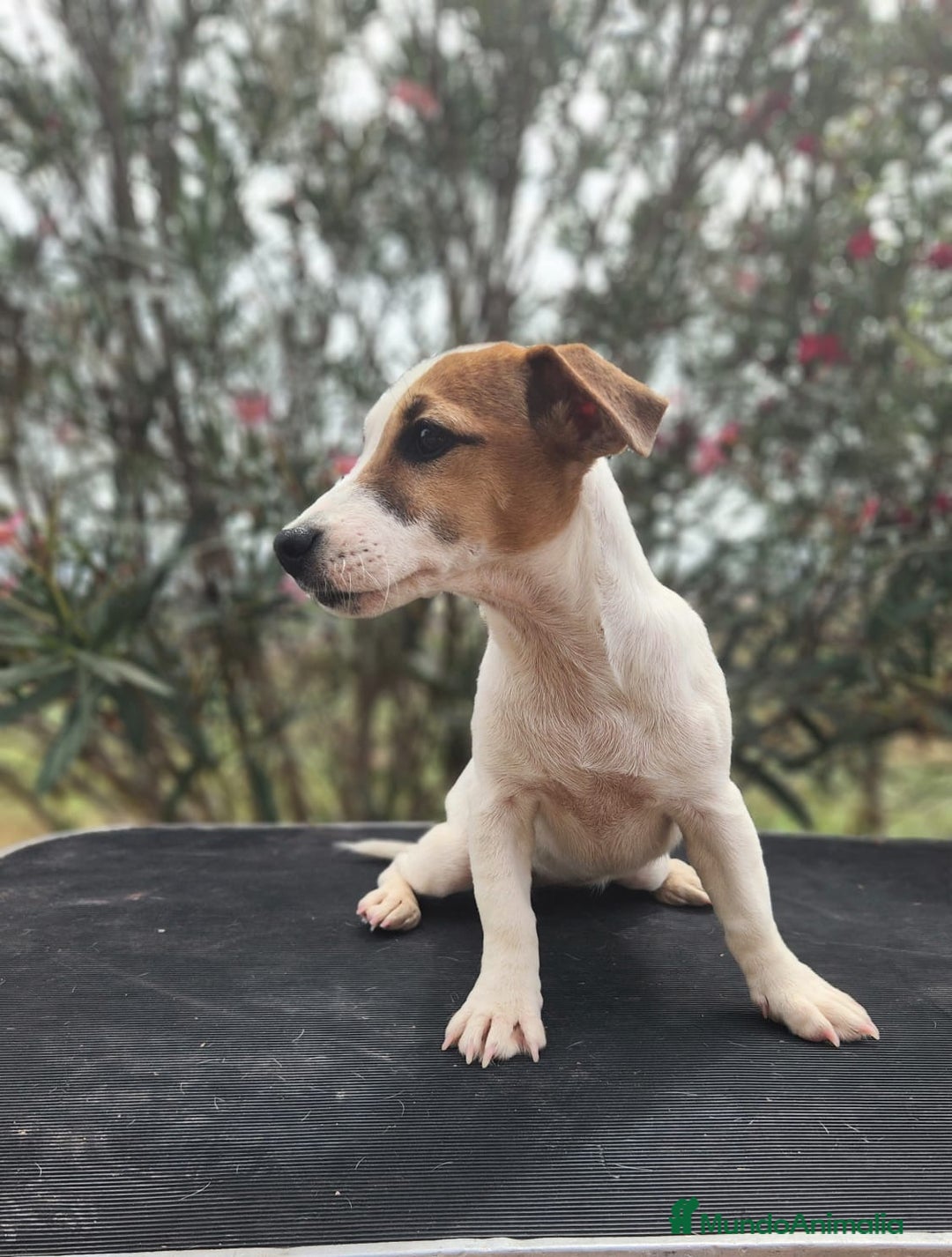 Jack Russell Terrier perros en venta: JACK RUSSEL DISPONIBLES - Imagen 1